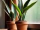 Low-maintenance houseplants for beginners.