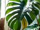 Tips on how to care for houseplants.